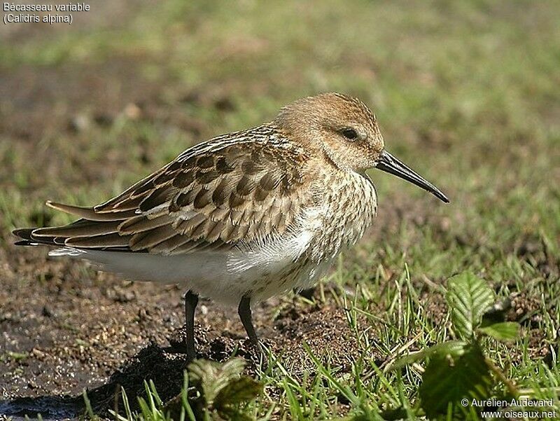 Bécasseau variable