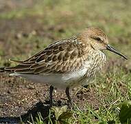 Dunlin