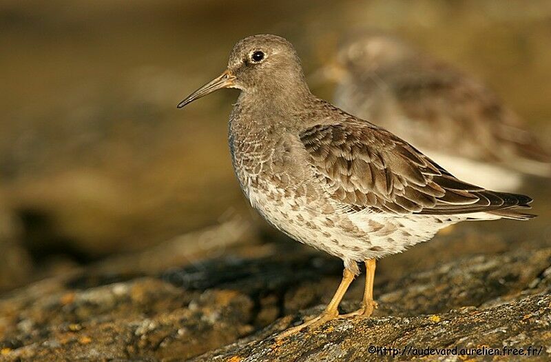 Purple Sandpiper