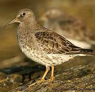 Purple Sandpiper