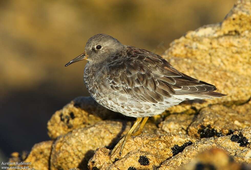 Purple Sandpiperadult post breeding, identification