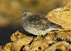 Purple Sandpiper