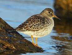 Purple Sandpiper