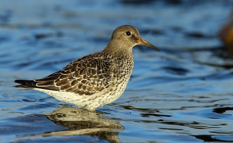 Purple Sandpiper