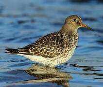 Purple Sandpiper