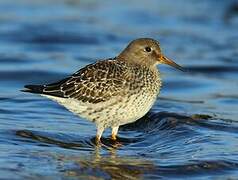 Purple Sandpiper