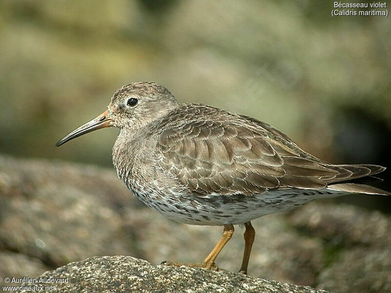 Purple Sandpiper