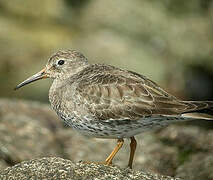 Purple Sandpiper