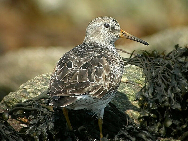 Purple Sandpiper