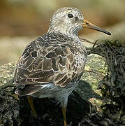 Purple Sandpiper