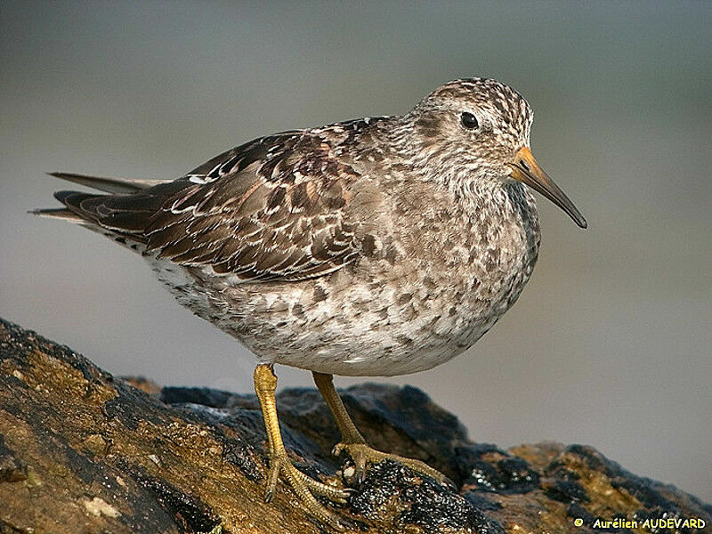 Purple Sandpiper