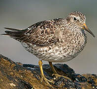 Purple Sandpiper