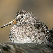 Purple Sandpiper