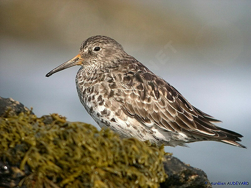 Purple Sandpiper