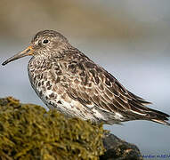 Purple Sandpiper