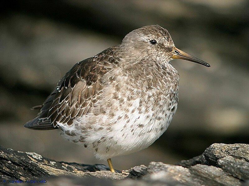 Purple Sandpiper