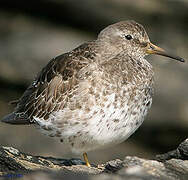 Purple Sandpiper