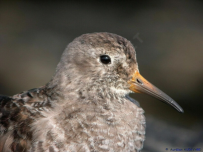 Purple Sandpiper