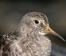 Purple Sandpiper