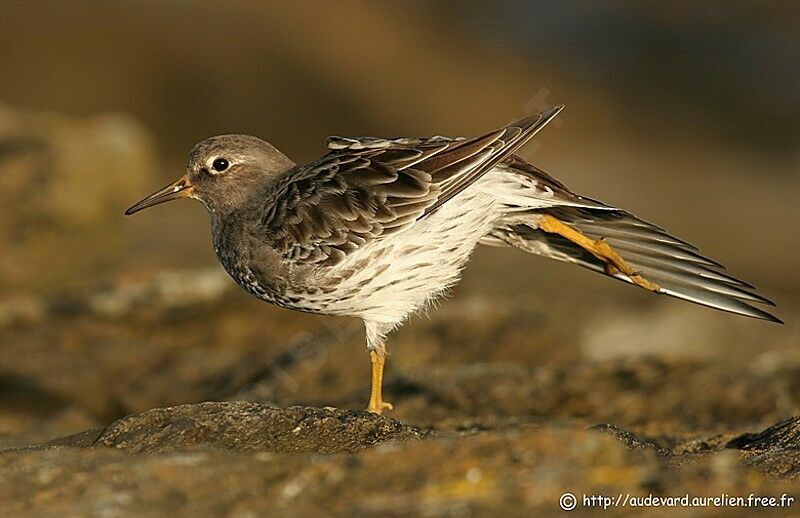 Purple Sandpiper