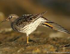 Purple Sandpiper