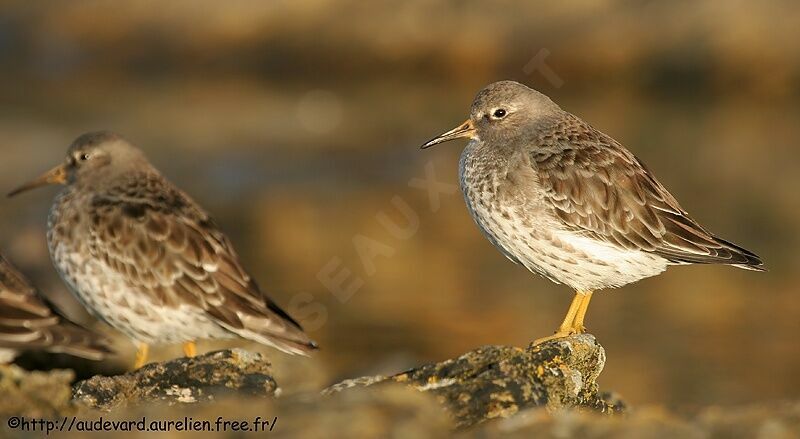 Purple Sandpiper