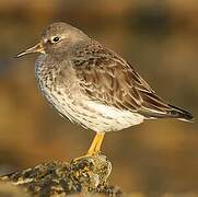 Purple Sandpiper