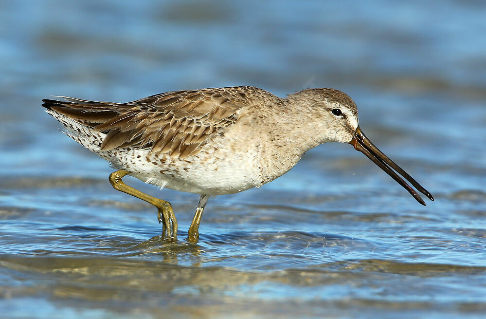 Short-billed Dowitcher