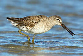 Short-billed Dowitcher