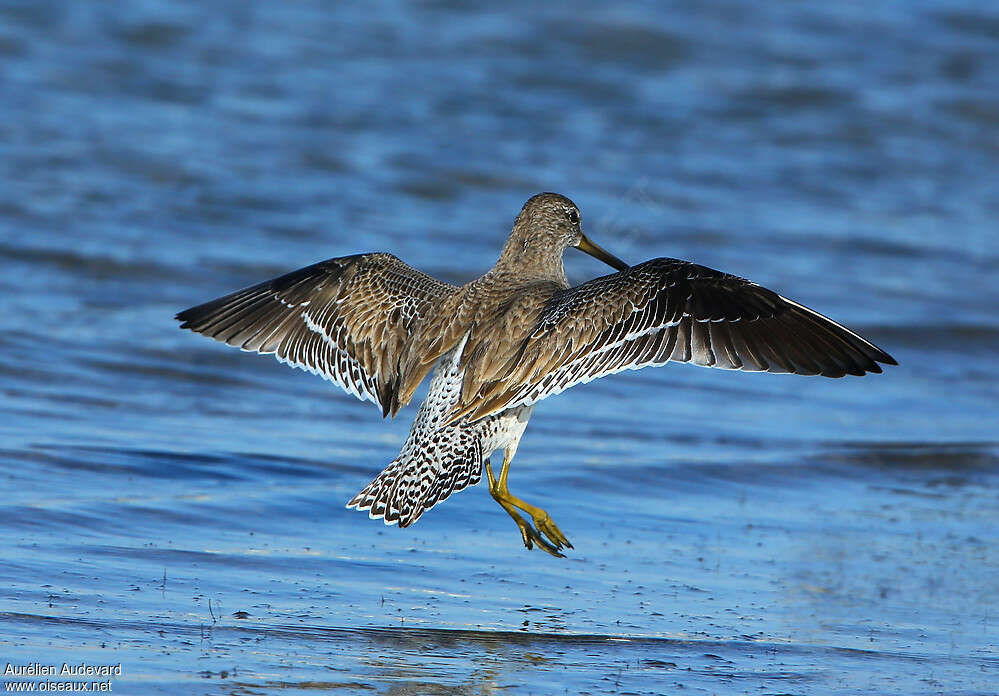 Short-billed Dowitcheradult post breeding, Flight