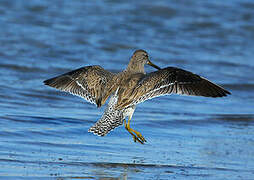 Short-billed Dowitcher