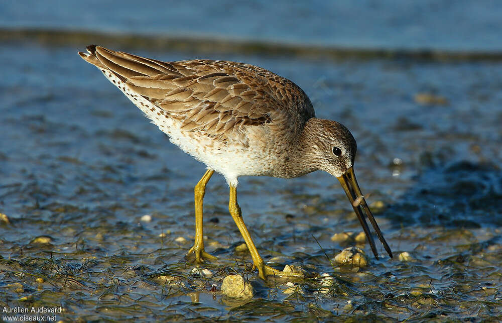 Short-billed Dowitcheradult post breeding, feeding habits, fishing/hunting