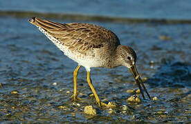 Short-billed Dowitcher