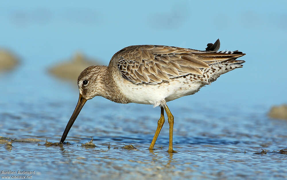 Bécassin à bec courtadulte internuptial, habitat, pêche/chasse