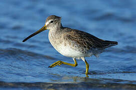 Short-billed Dowitcher