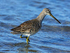 Short-billed Dowitcher