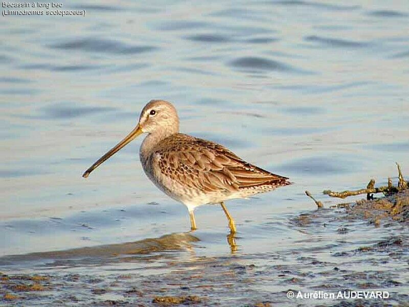 Long-billed Dowitcher