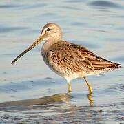 Long-billed Dowitcher