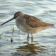 Long-billed Dowitcher