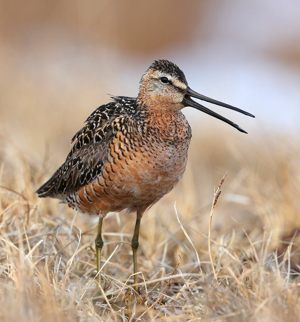 Long-billed Dowitcher