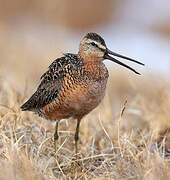 Long-billed Dowitcher