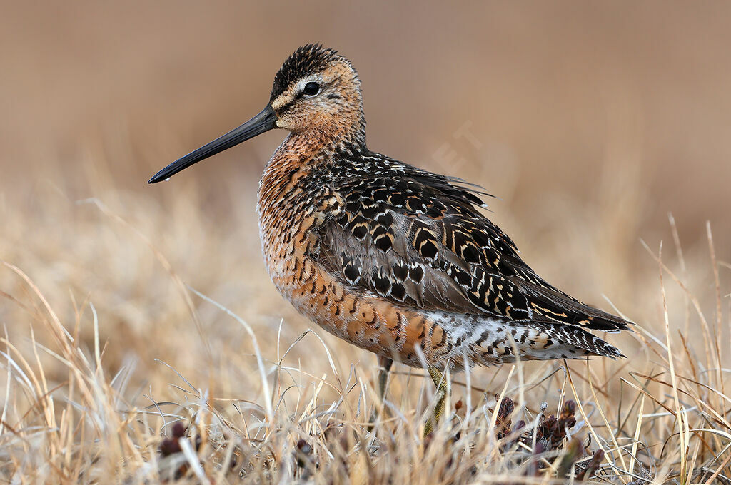 Long-billed Dowitcher