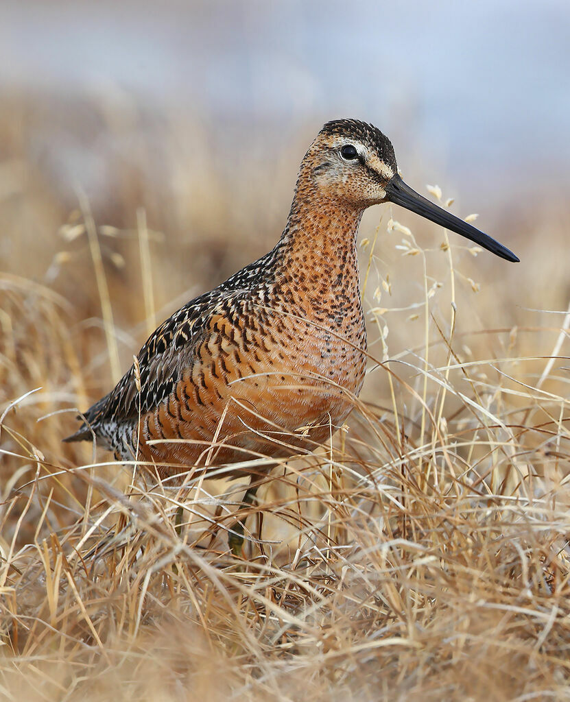 Long-billed Dowitcher male adult, identification