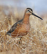 Long-billed Dowitcher