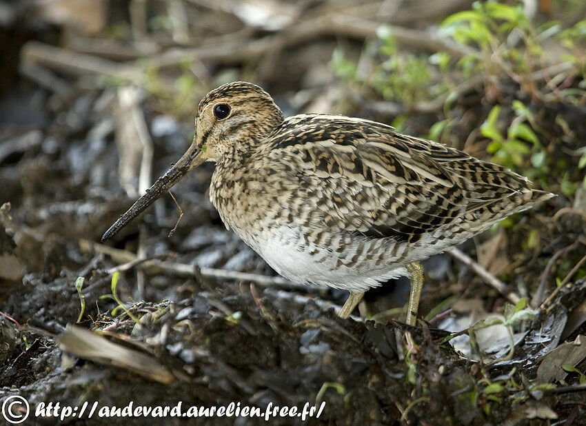 Pin-tailed Snipe