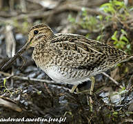 Pin-tailed Snipe