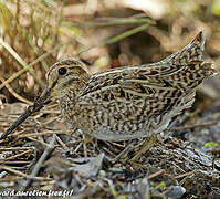 Pin-tailed Snipe