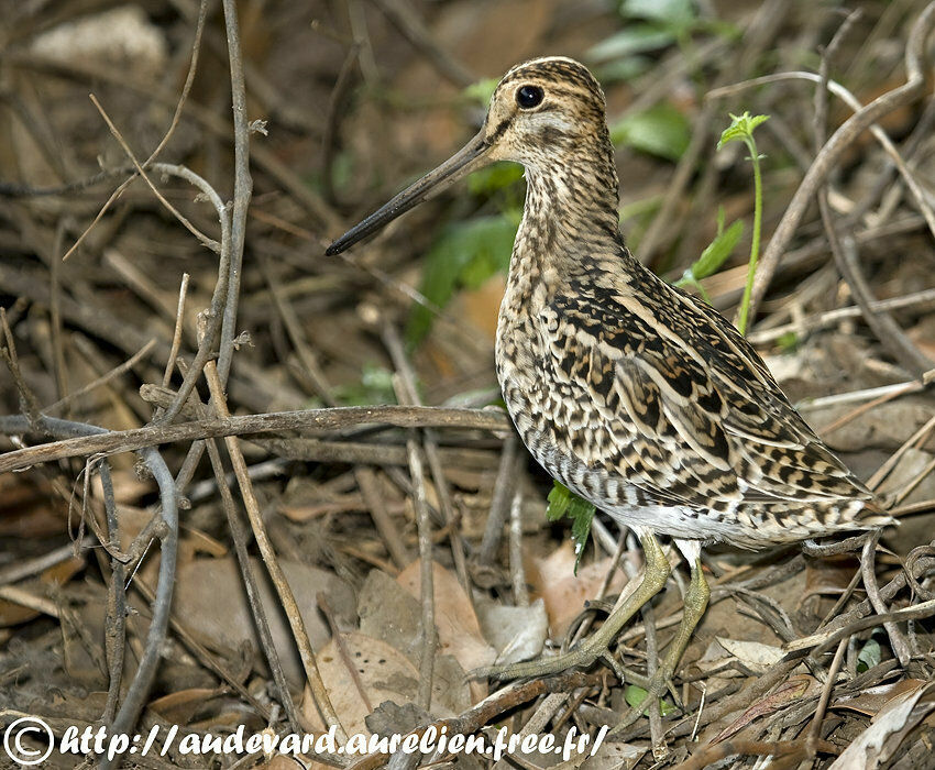 Pin-tailed Snipeadult breeding