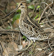 Pin-tailed Snipe