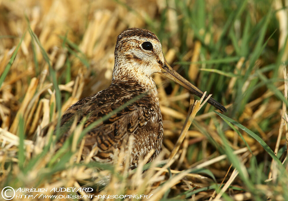 Pin-tailed Snipe